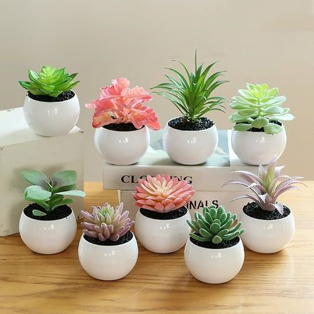 Tanaman hias kecil untuk inspirasi rekomendasi FLORA